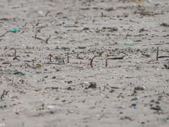 Charadrius marginatus