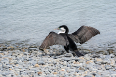 Phalacrocorax varius varius