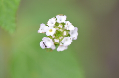 Lantana velutina
