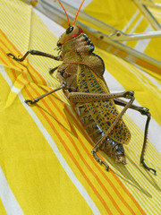 Taeniopoda gutturosa