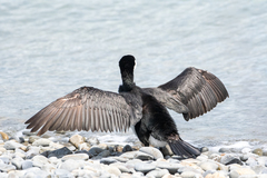 Phalacrocorax varius varius