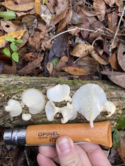 Favolus brasiliensis