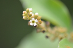 Citharexylum berlandieri