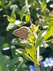 Leptotes trigemmatus
