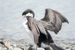 Phalacrocorax varius varius