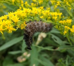 Entomophthorales