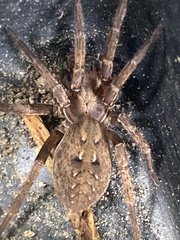 Uliodon