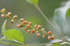 Citharexylum berlandieri