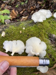 Favolus brasiliensis