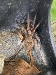 Uliodon