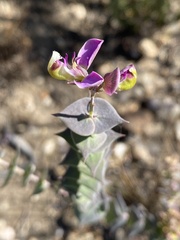 Polygala fruticosa