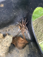 Uliodon