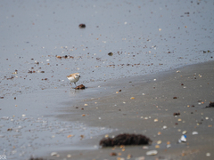 Charadrius marginatus