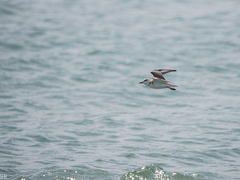 Charadrius marginatus