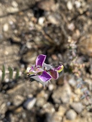Polygala fruticosa