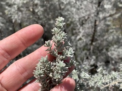 Aspalathus pedunculata