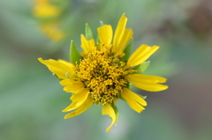 Verbesina encelioides