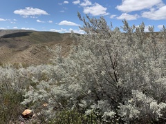 Aspalathus pedunculata