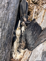 Phalacrocorax varius varius