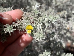 Aspalathus pedunculata