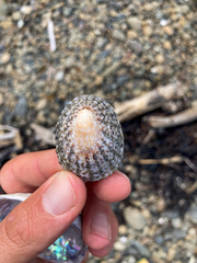 Cellana denticulata