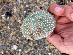 Evechinus chloroticus