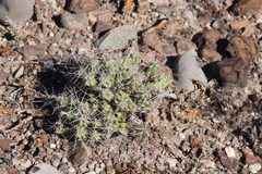 Grusonia