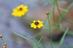 Coreopsis tinctoria