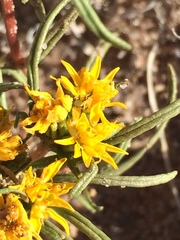Pectis angustifolia angustifolia