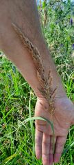Calamagrostis epigejos