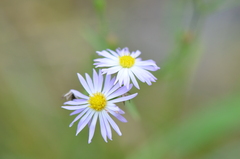 Symphyotrichum divaricatum
