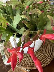 Schlumbergera