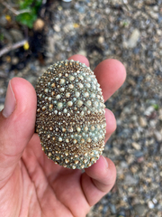 Evechinus chloroticus