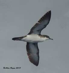 Puffinus lherminieri