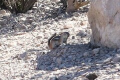 Ammospermophilus interpres