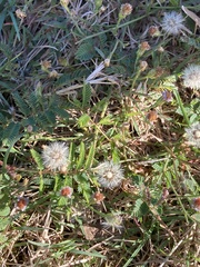 Acaciella angustissima