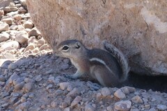 Ammospermophilus interpres