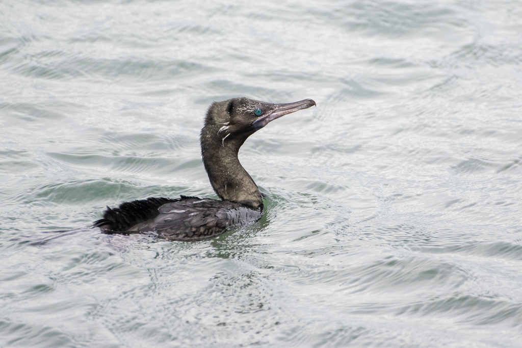 Little black cormorant swimming low in the water with its slender grey bill raised