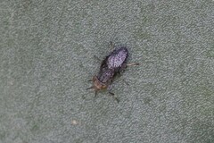Stictomyia longicornis