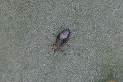 Stictomyia longicornis