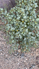 Physalis crassifolia
