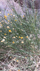 Bebbia juncea