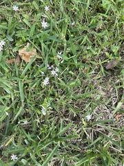 Richardia grandiflora