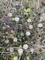 Acaciella angustissima texensis