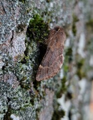 Ptilophora plumigera