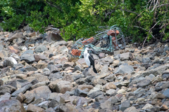 Phalacrocorax varius varius