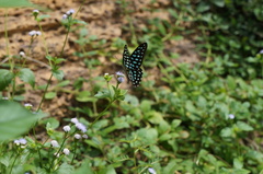 Graphium