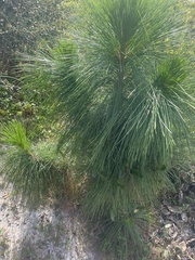 Pinus palustris