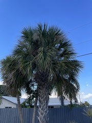 Sabal palmetto