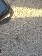 Bulimulus bonariensis